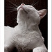Happiness is a warm cat