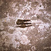intrusion(xcrpt0)