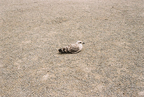 peter zachary voelker photographer photography