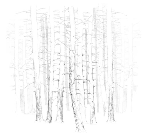 cecilia carlstedt illustration illustrator