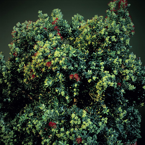 kamden vencill photographer photography