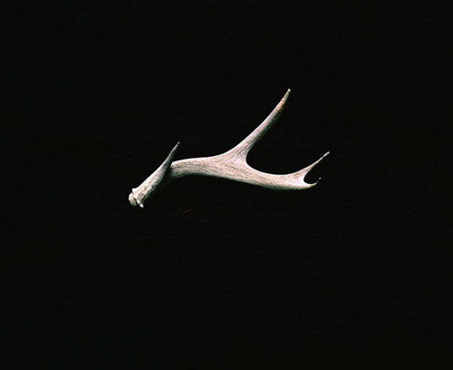 kamden vencill photographer photography
