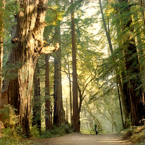 laura flippen photographer photography san francisco