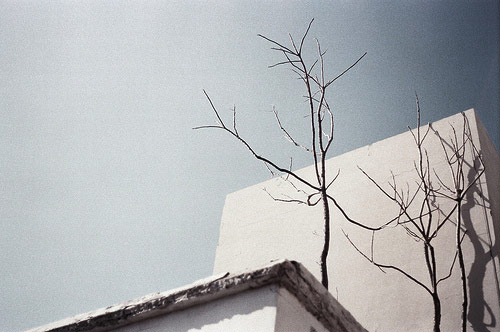 Photographer Achinoam Alon photography tree