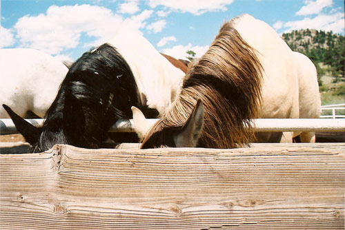 jenna popoli horses photography photo