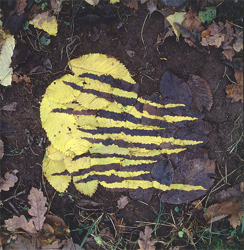 Yellow and dark elm leaf work andy goldsworthy british artist sculptor photographer andy goldsworthy