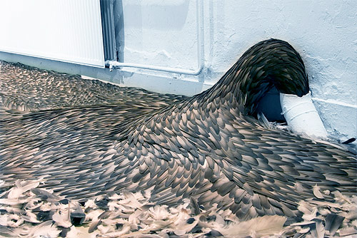 kate mccgwire artist feather sculptures