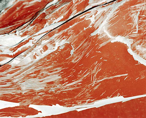 nicolai howalt photographer photography car crash studies