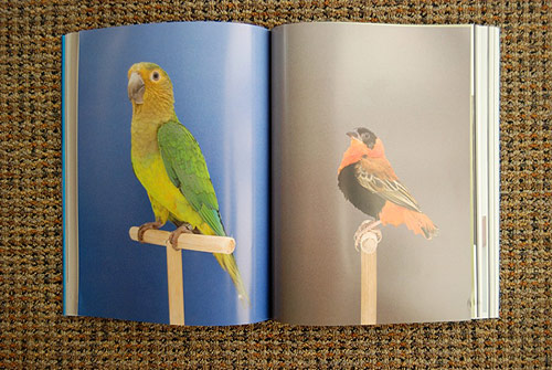 foam international photography magazine talent