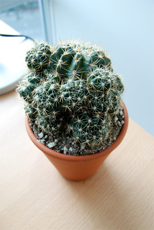 mr pinchy cactus