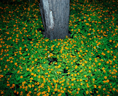 tree trunks photographer photography louis porter