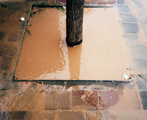 tree trunks photographer photography louis porter