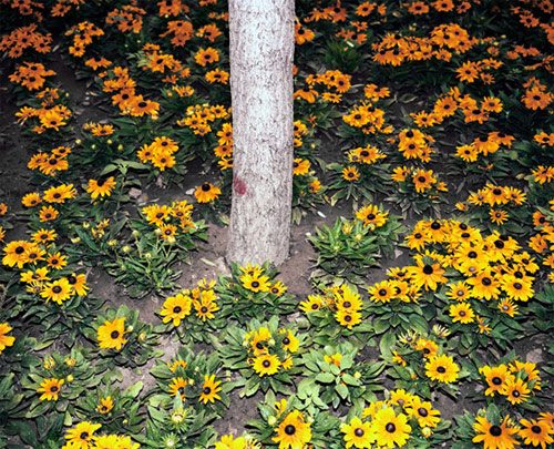 tree trunks photographer photography louis porter