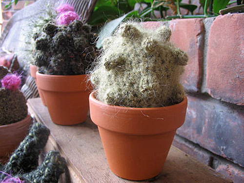 Crochet cactus by Shannon Gerard