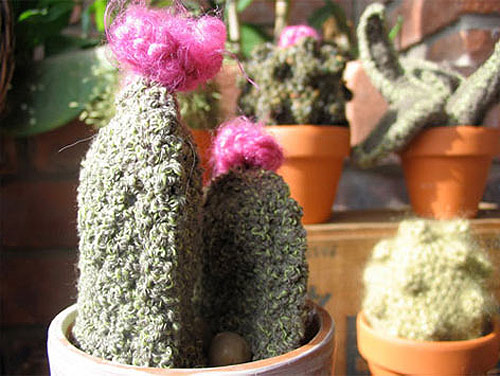 Crochet cactus by Shannon Gerard