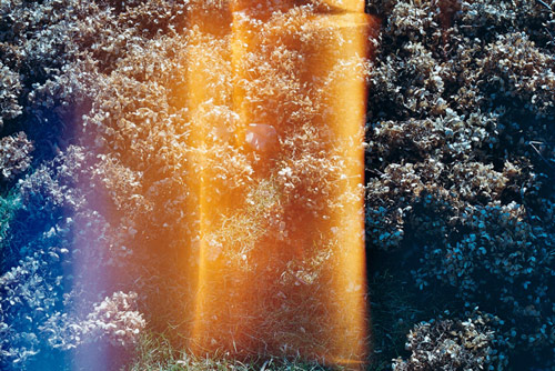 photographer photography elizabeth sarah hurowitz