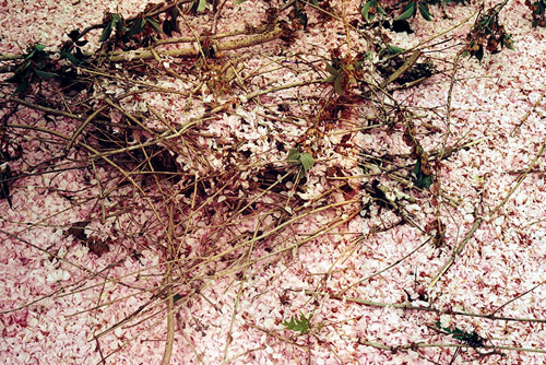 photographer photography elizabeth sarah hurowitz