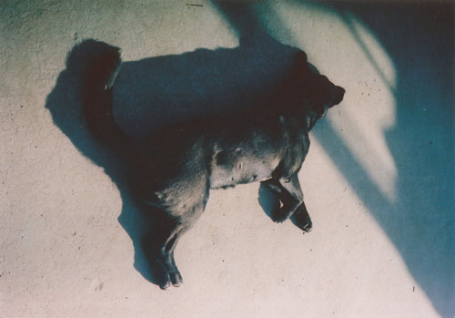 Ten Dogs by photographer Vincent Delbrouck