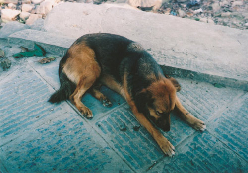 Ten Dogs by photographer Vincent Delbrouck