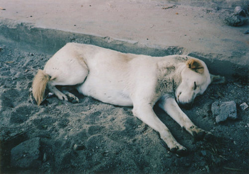 Ten Dogs by photographer Vincent Delbrouck