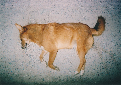 Ten Dogs by photographer Vincent Delbrouck