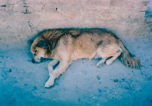 Ten Dogs by photographer Vincent Delbrouck