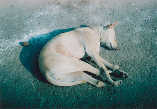 Ten Dogs by photographer Vincent Delbrouck
