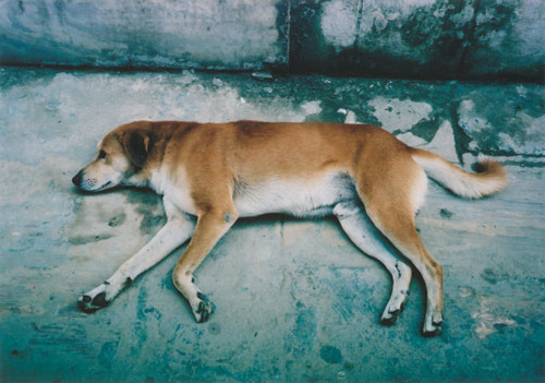 Ten Dogs by photographer Vincent Delbrouck