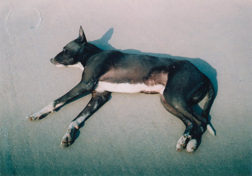 Ten Dogs by photographer Vincent Delbrouck