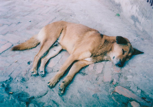 Ten Dogs by photographer Vincent Delbrouck