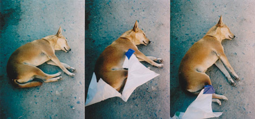 Ten Dogs by photographer Vincent Delbrouck