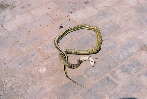 Photographer Yuan Xiaopeng