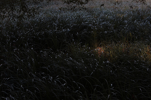 Photographer Bruno Bernardi photography