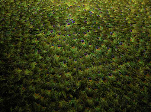 peacock feather installations by Artist Alexandre Joly