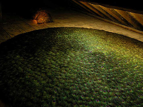 peacock feather installations by Artist Alexandre Joly