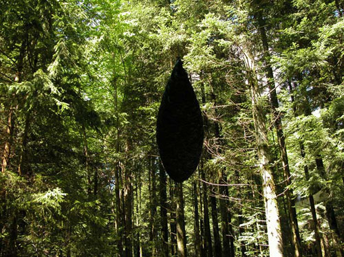 peacock feather installations by Artist Alexandre Joly