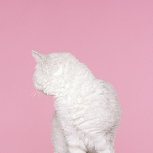 Photographer Petrina Hicks photography