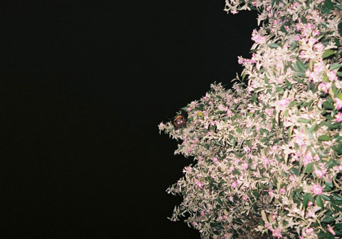 Photographer Nadia Saccardo photography