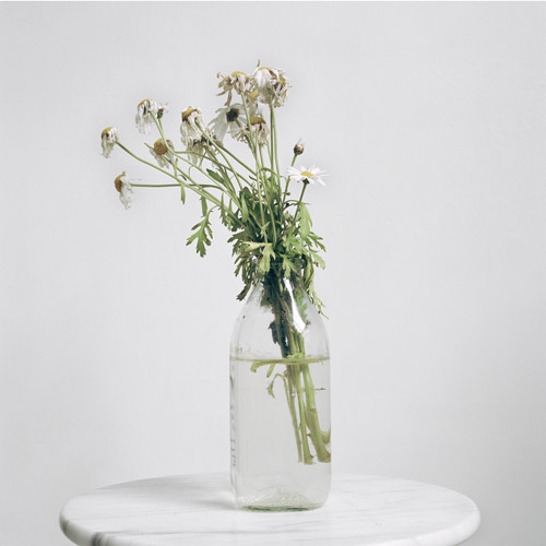 52 bunches of flowers i bought myself by photographer Julia Schauenburg