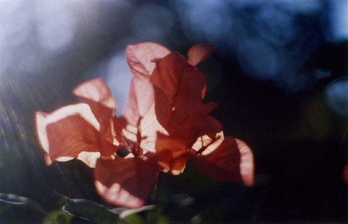 Photographer Rosanna Webster photography