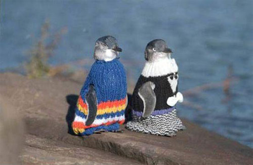 Skeinz saving penguins by knitting sweaters
