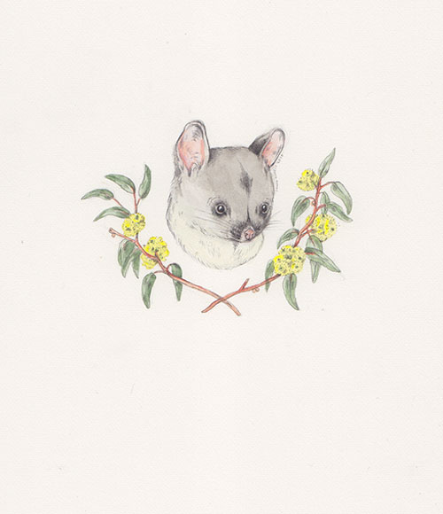 Drawings by artist illustrator Sarah McNeil
