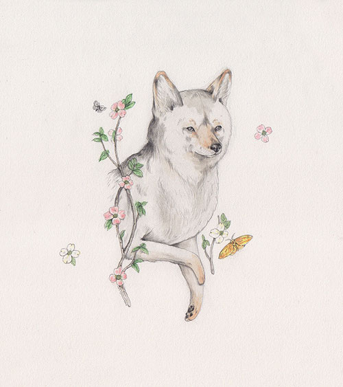 Drawings by artist illustrator Sarah McNeil