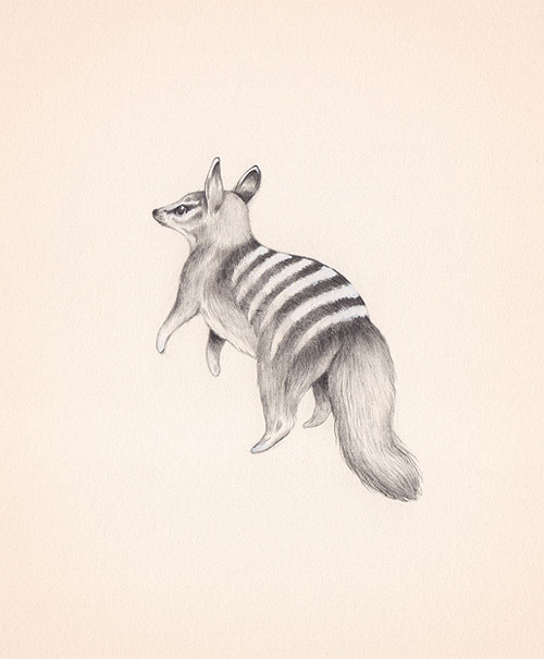 Drawings by artist illustrator Sarah McNeil