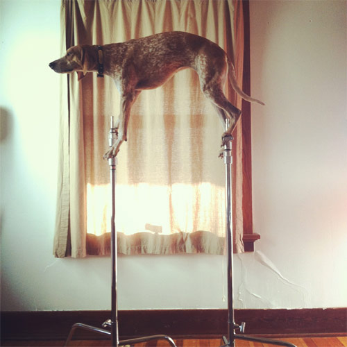 Maddie The Coonhound new favourite tumblr