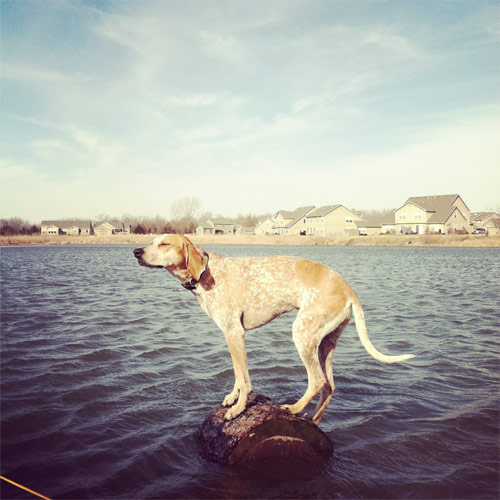 Maddie The Coonhound new favourite tumblr