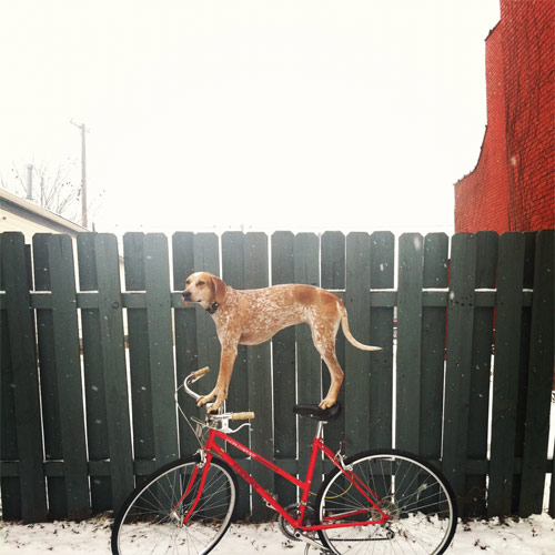 Maddie The Coonhound new favourite tumblr