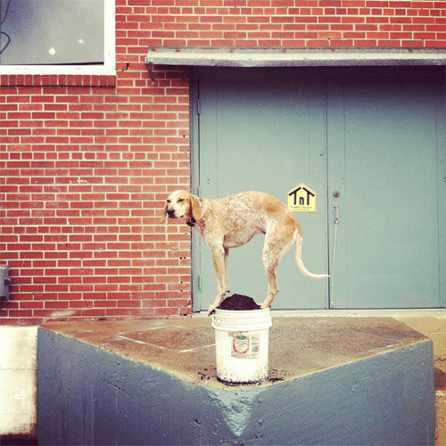 Maddie The Coonhound new favourite tumblr