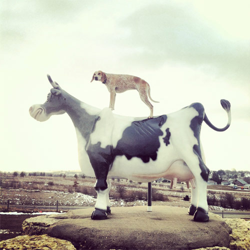 Maddie The Coonhound new favourite tumblr
