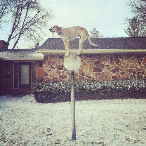 Maddie The Coonhound new favourite tumblr